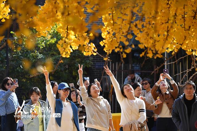 山东青岛：千年古银杏树引客来