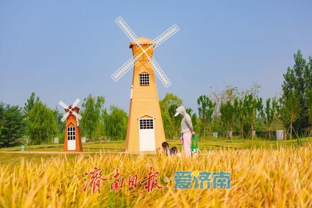 一年四季 泉在济南丨稻风荷语 绿意诗行