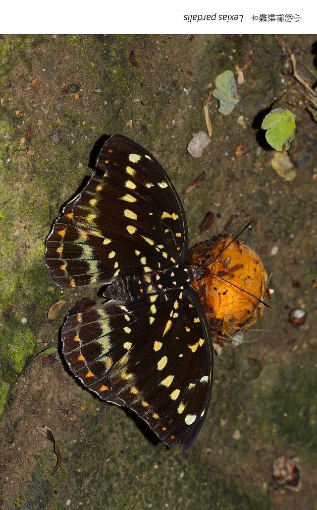 欢迎来到疯狂动物城·罗湖分城