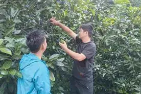 牛油果：从“洋水果”到“土特产”图片