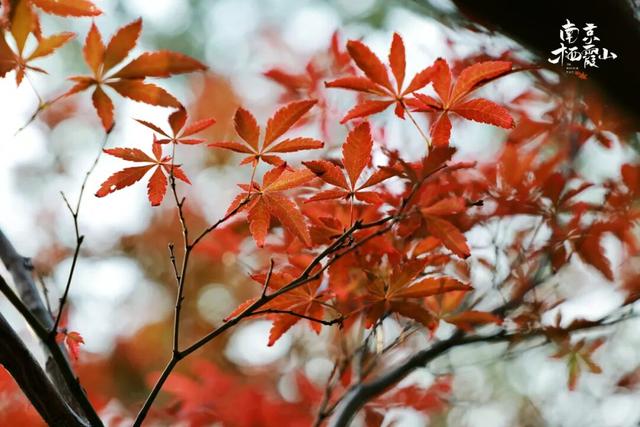 栖霞山红叶实拍+周末活动，不信你不动心！