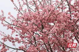 宜章：樱花烂漫春意浓 鸟戏花间春日美图片