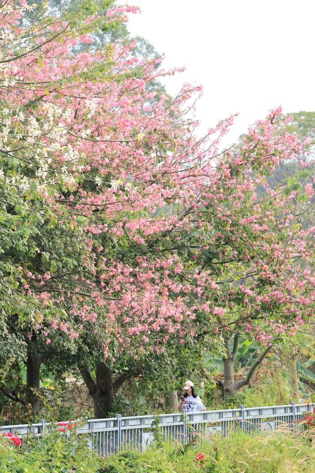 视觉增城｜粉黛碧道！邂逅增城冬日的浪漫