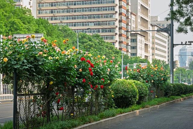 五月限定！西城花事正盛，赴一场初夏浪漫之约