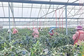 麒麟区发展蓝莓产业促增收助振兴图片