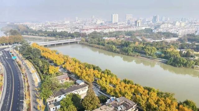 错过等一年！扬州这些银杏观赏点位已进入最佳观赏期→