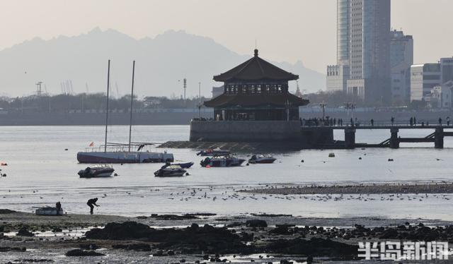 赶海+赏鸥，青岛走起