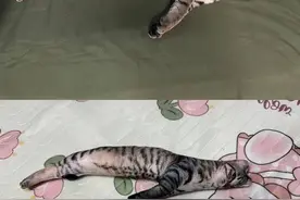 “丑猫抱枕”突然爆火！订单暴增10倍，网友：不丑给差评？图片