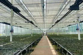 爸妈钟爱的这款保健品原来是这样生产的，华润万家请消费者参观铁皮石斛全生产链图片