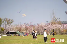 全国最大海棠园花期来了！四月相约盐城南共赏海棠花开图片