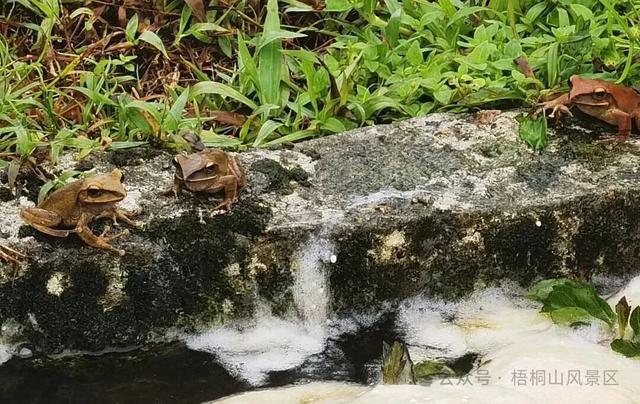 欢迎来到疯狂动物城·罗湖分城