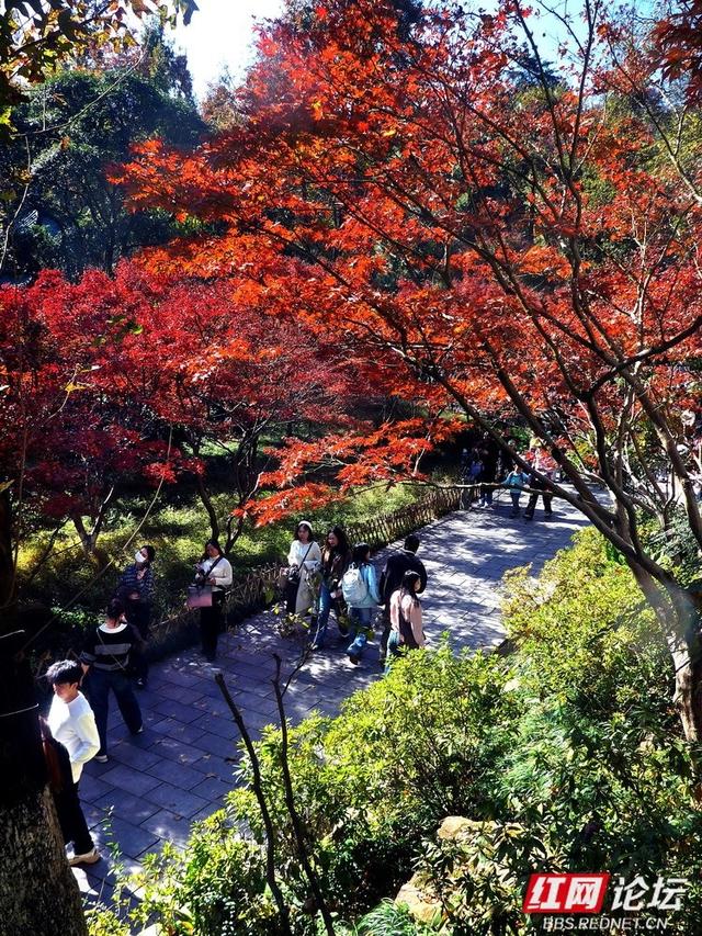 红叶漫染爱晚亭，今年岳麓山的枫景，是否能进你的心尖榜？