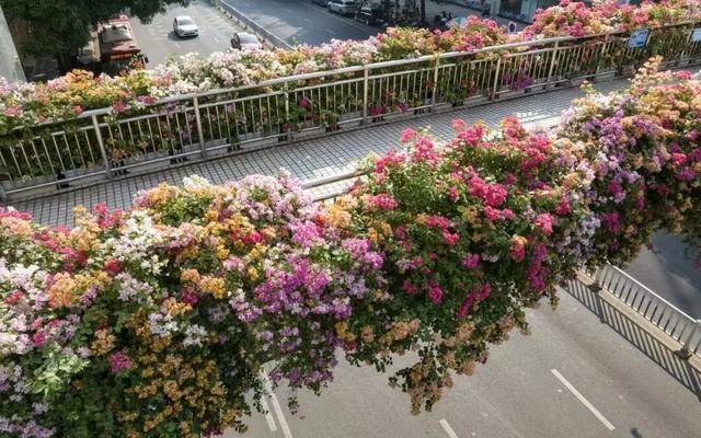 刷屏朋友圈！11月的浪漫被TA承包了，这场缤纷花事太治愈！