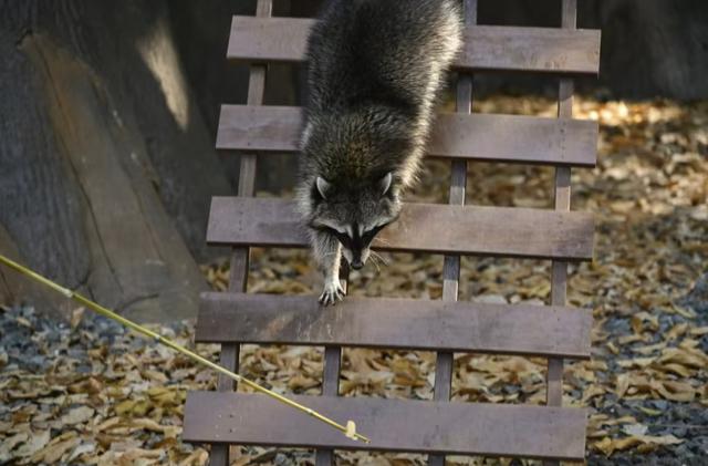 门票8元！杭州一动物园，正式开放！来了好多“新朋友”