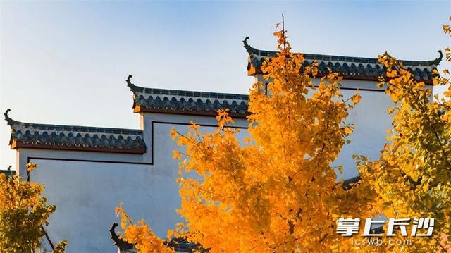 快来望城桥驿看银杏，古驿商街鎏金美景醉游人