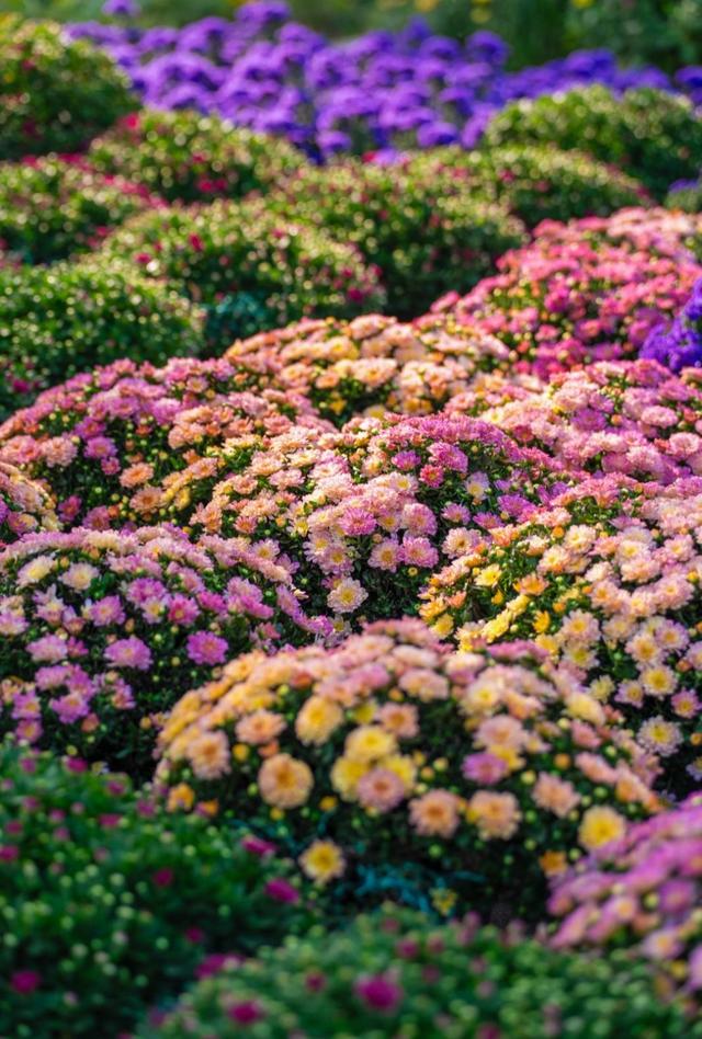 武汉市2025年金秋菊展今日开幕：共展出60余万盆菊花，“黄鹤楼” “巴公房子”亮相展区