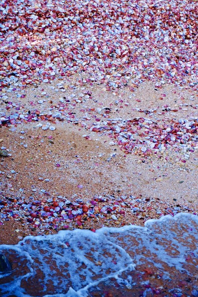 “鸥”遇环翠 “雪”舞浪漫丨威海这个地方，来一百次也不会腻