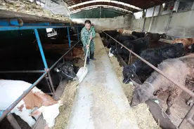 贵州黔西：肉牛养殖助增收图片