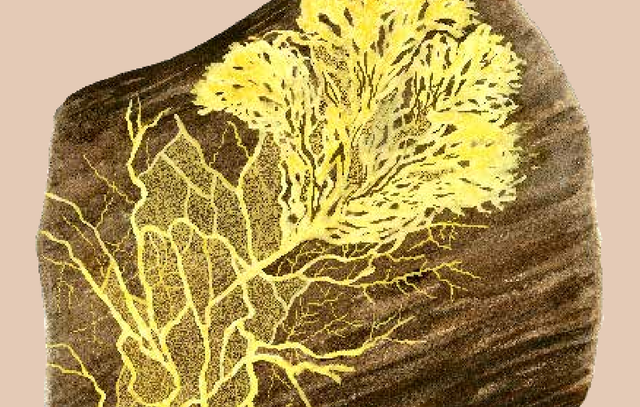 拥有超500万物种的“真菌王国”是什么样的？