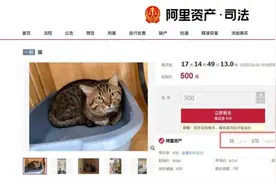 猫也能被拍卖？主人欠债被法院执行，狸花猫被放到网上拍卖图片
