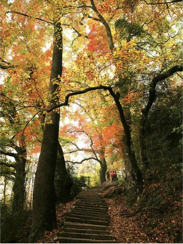 连日寒潮为长三角秋色按下“加速键”，赏秋全攻略来了！