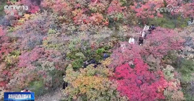 桂花飘香、胡杨金黄、黄栌换上五彩“盛装” 秋日中国铺展斑斓好风光