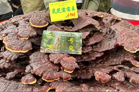 菌中“王者”！云南南华“十大菌王”亮相图片