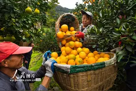 湖北秭归：收获橙子 销往各地图片