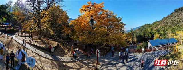 【每日一图@湖南】在永州桐子坳，我找到了最动人的浪漫