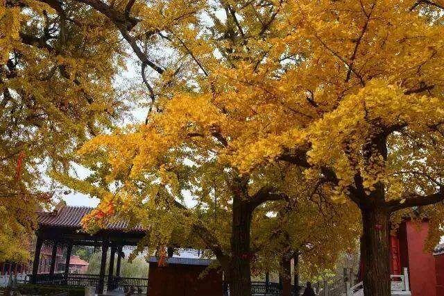 深耕金秋文旅资源，沂水秋季旅游市场热度攀升