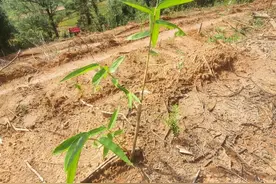 连山又添“山珍”！2万多株麻竹笋八月采摘上市图片