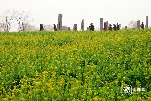 冬日“春景” 义乌油菜花绽放引客来