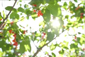 推动绿水青山保值增值，探索崂山北宅实现共同富裕的“北宅答案”图片