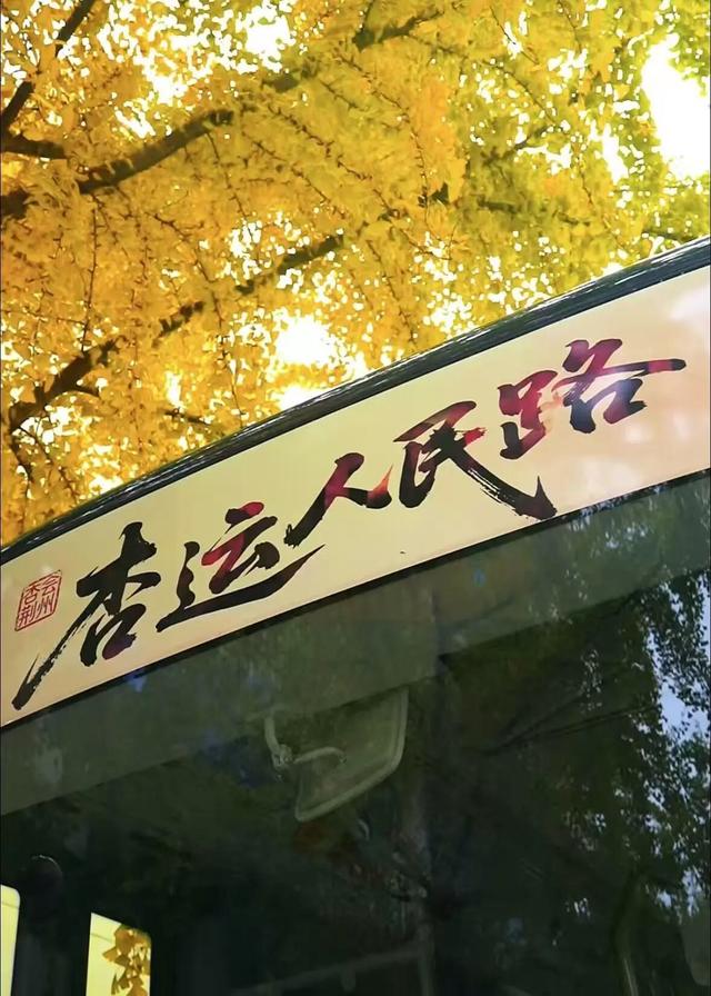 荆州公交“杏运专车”上线！坐黄金巴士，赴银杏之约