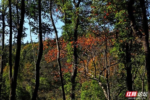 怀化中坡山，层林尽染的氧吧，市民天天逛、摄影家追着拍