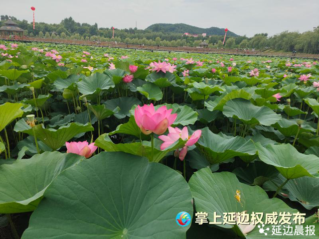 浪漫夏日，为“荷”到延边！赏荷地图来了~