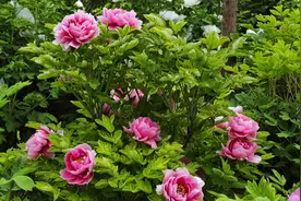 4月4日洛阳牡丹花情预报：露地自然花期早开品种陆续开放图片