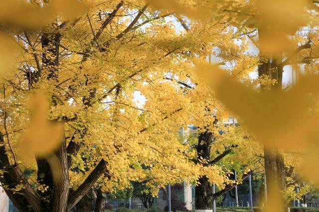 观山湖区:绿脉织城 四季变幻 绘就宜居新画卷