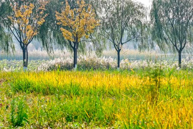 开放啦！副中心醉美秋色等您入画~