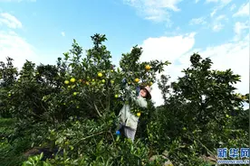 海南白沙红橙迎来上市季图片