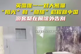 英媒：英国唯一一对大熊猫“阳光”和“甜甜”今日启程回国图片