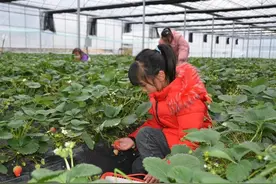 福建建阳：特色产业旺 山乡奔富忙图片