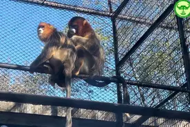 果然视频 | 动物视界168——川金丝猴为啥爱整理毛发图片