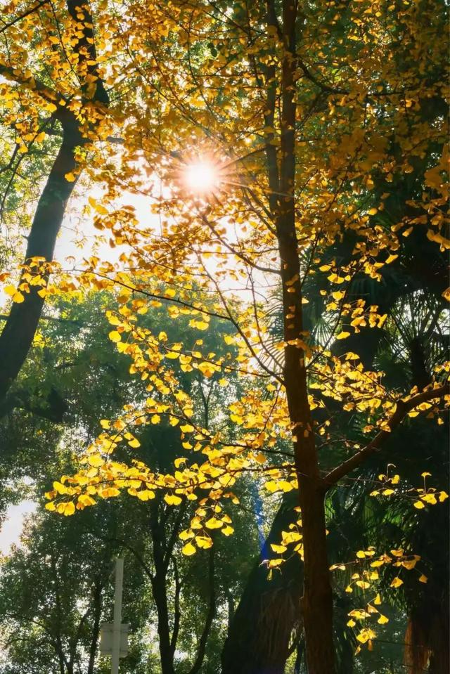 限时绝美！年度顶流！