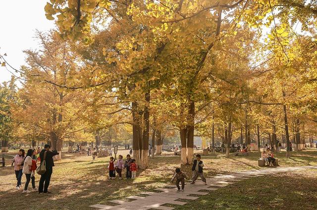 临沂：3000余株银杏披金装