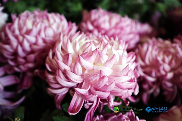 甘州府城：一半是人间烟火，一半是菊韵诗魂