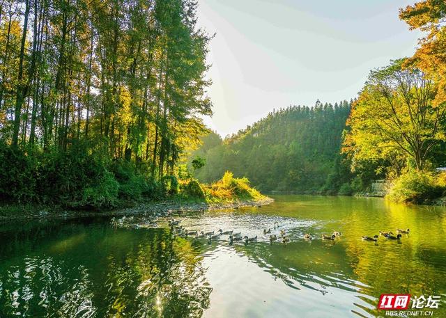 枫红时节，邂逅通道的诗意初冬