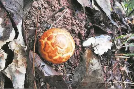 成都首次发现野生大型真菌图片