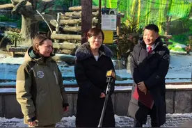 旅俄大熊猫幼崽“喀秋莎”获赠新玩具图片