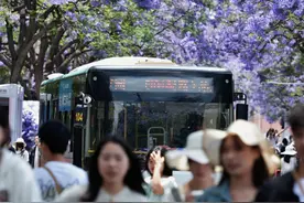 花期进入尾声，昆明9条蓝花楹公交专线今起暂停服务图片